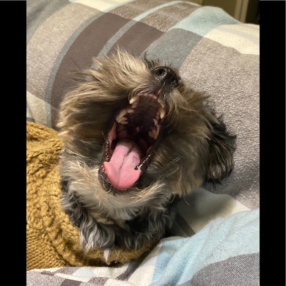 Meet your Posher, Mina , Albert & Baby - Picture 4 of 10